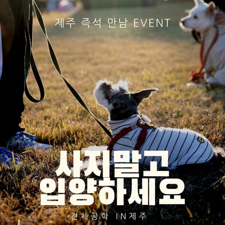  견공원정대 제주 즉석만남 이벤트