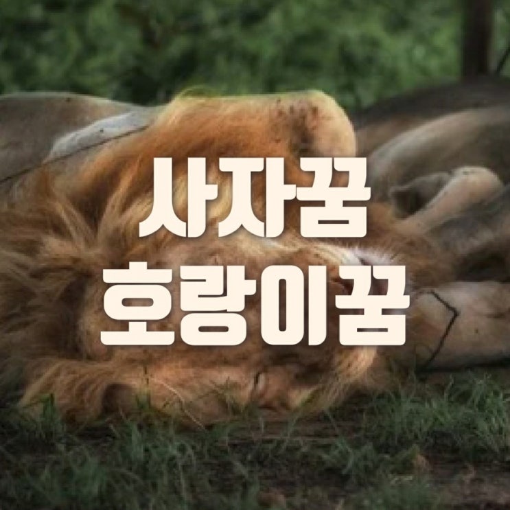  사자꿈 호랑이 나오는 꿈 꾸셨나요 자세한 꿈해몽 해드려요