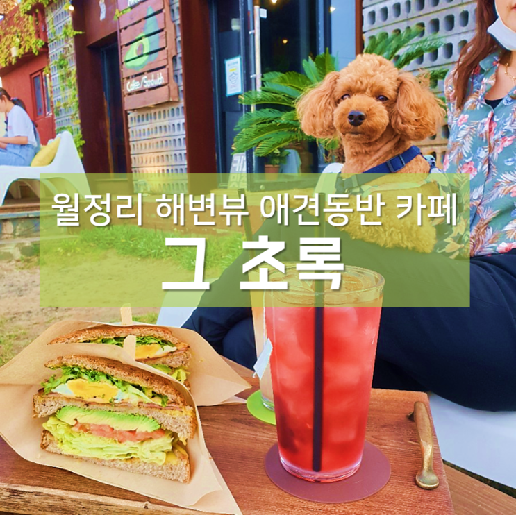  제주 월정리 해변뷰 그초록 ; 아보카도커피 존맛인 애견동반카페