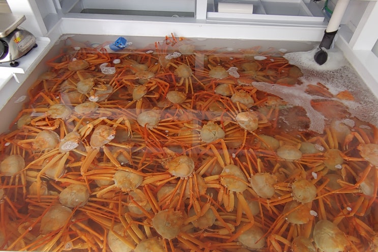  부산 대게 포장 수산명가 연일점 시세 및 홍게 특가행사