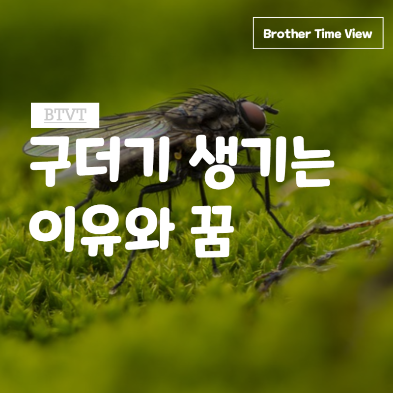 구더기 나오는 꿈 꿈해몽