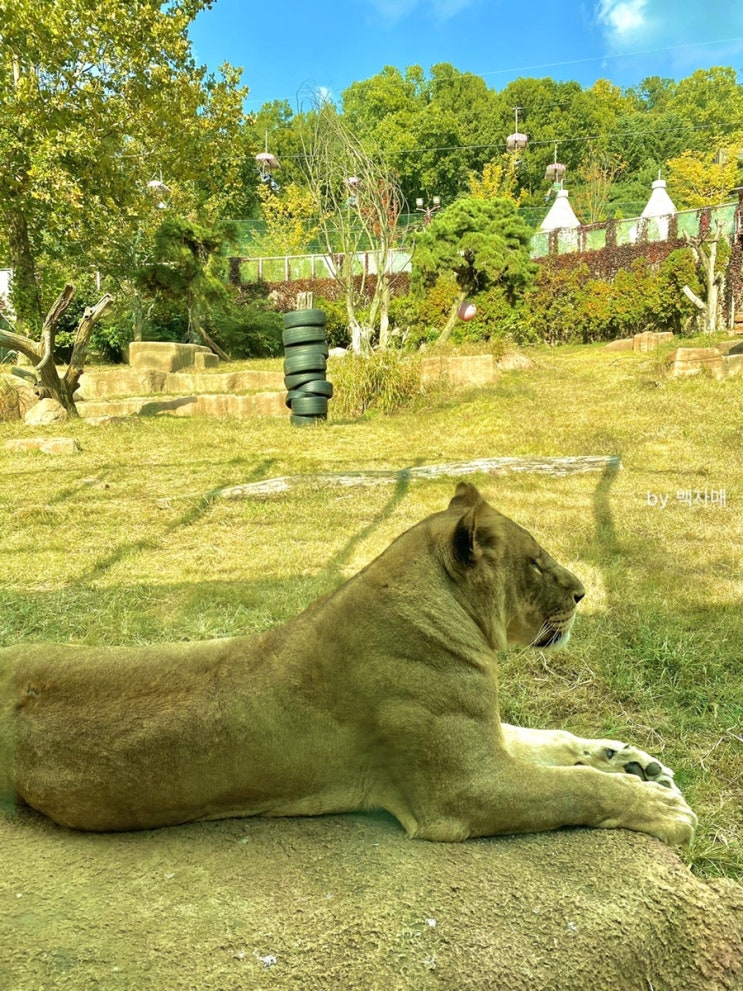 서울근교 아이와 서울대공원 동물원 방문기
