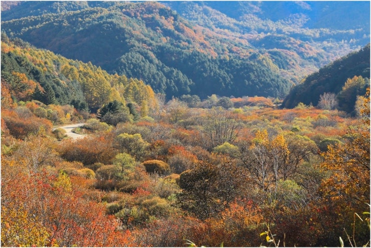  비밀의 정원