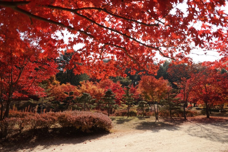 수도권 단풍구경 가볼만한 곳, 눈이 즐거워지는 <b>남이섬</b>에 가다.