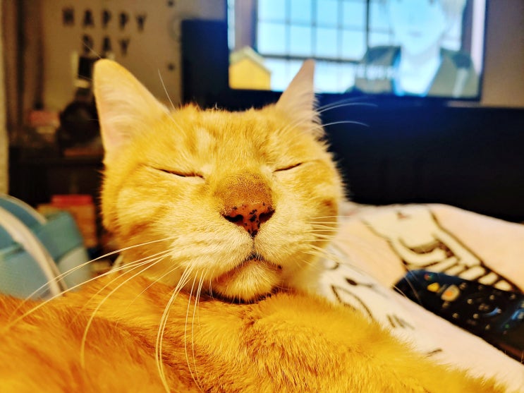 고양이 세동이염 + 지방간, 14살 노묘 치로의 치료 기록