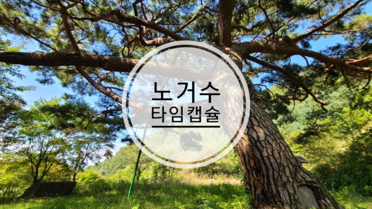  노거수 타임캡슐을 만나는 서울근교나들이