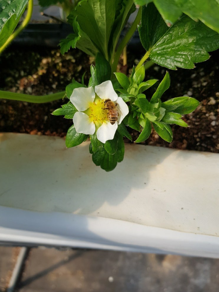 딸기 비닐하우스에 벌통 넣은 후 수정벌 꿀벌들 열일중~!