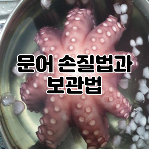  낚시로잡은문어 보관법과 손질법에 대해서 알아보자