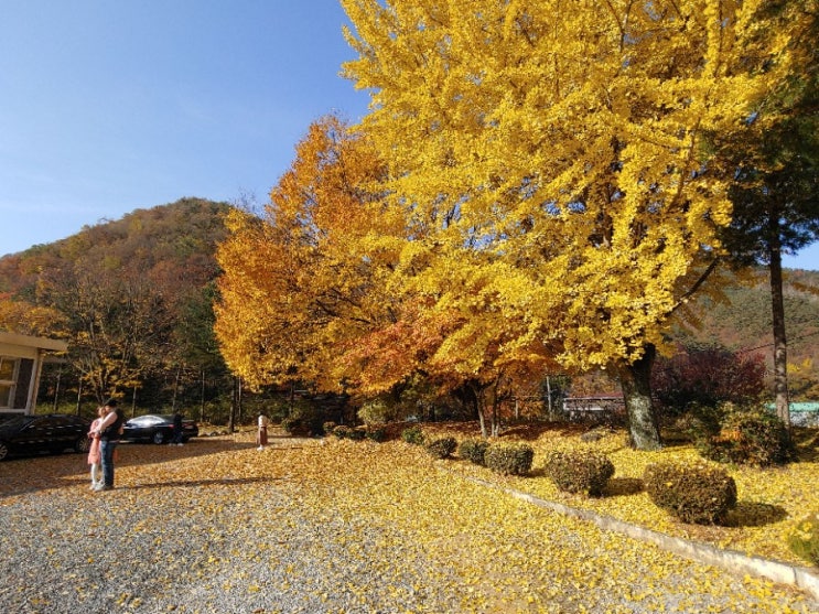  [충북 단양] 가곡 초등학교 보발 분교장의 가을