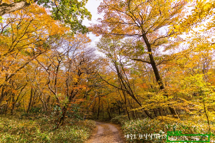  제주도 단풍명소 '한대오름' [제주도 한달살기 숙소 씨사이드 이든]