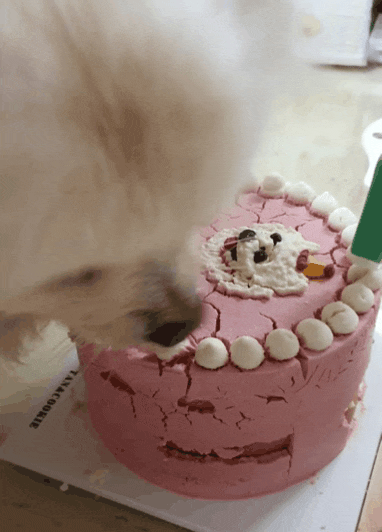  c뽀송이 생일파티c 탄앤쿠키에서 강아지용 생일케이크 주문️