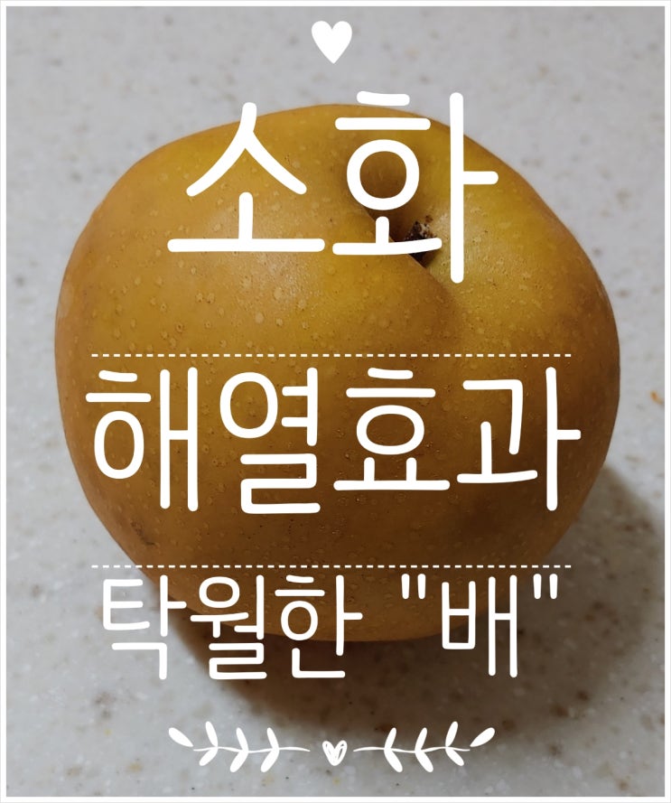 소화 해열 효과 탁월한 "배"