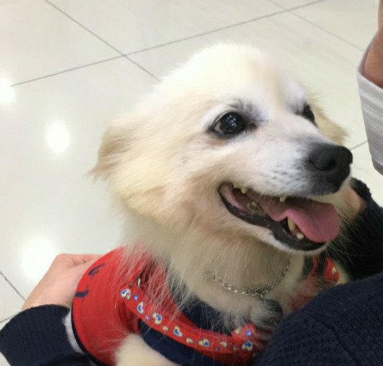 피한 임보 나온 아이들이 심장사상충과 축농증에 걸려 치료가 필요합니다! 피한 임보 나온 아이들이 심장사상충과 축농증에 걸려 치료가 필요합니다!