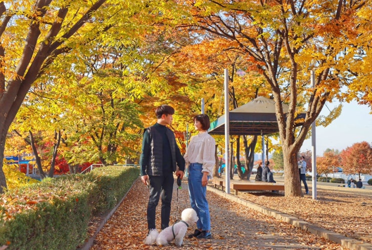  11월 서울근교 단풍놀이 미사경정공원 핑크뮬리 위치와 단풍, 강아지 산책, 주차장 가격