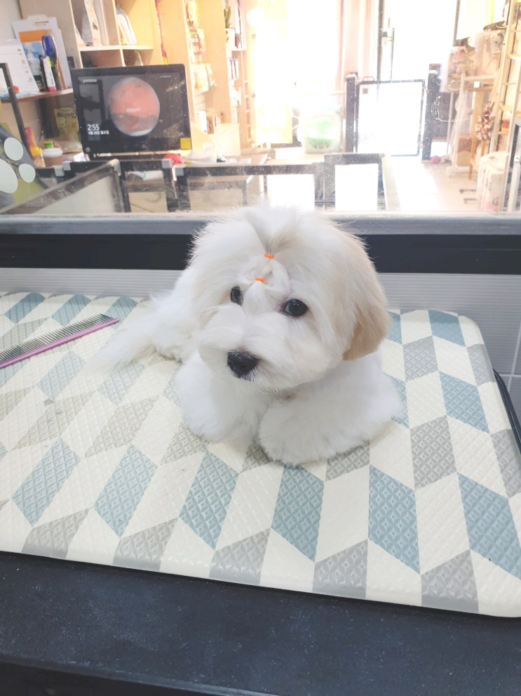  은평구애견미용 호나펫 반려견 미용 너무 잘해요~!