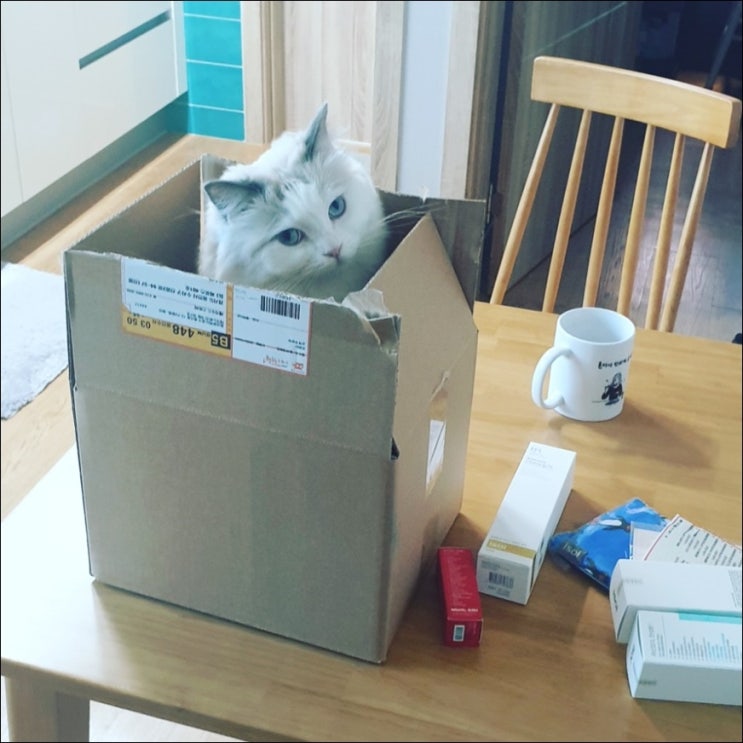  랙돌 고양이 미미는 박스를 좋아해요