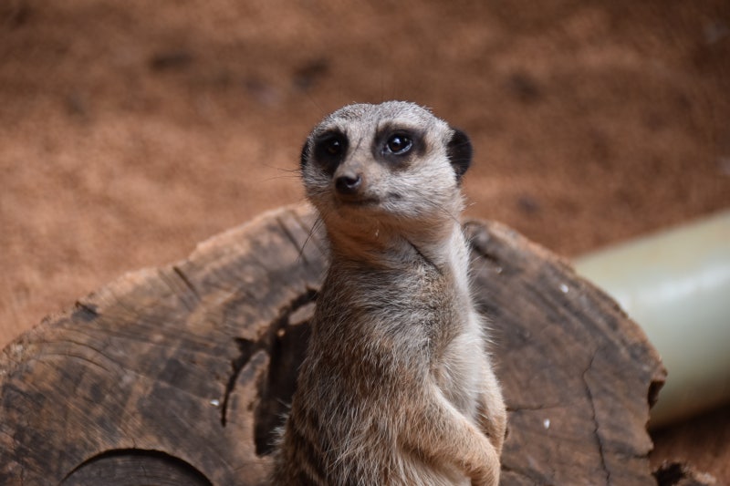 미어캣 (meerkat) : 네이버 블로그