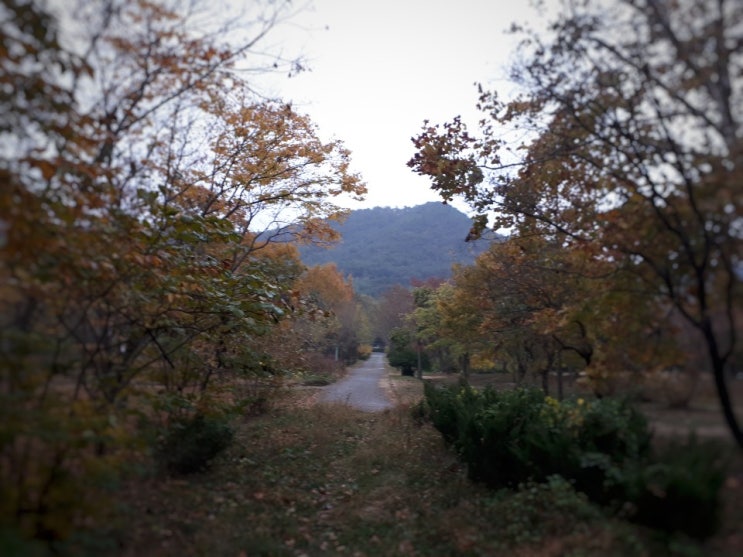 당일 경주 여행 - 경주 산림환경연구원, 통일전 은행나무, 월정교