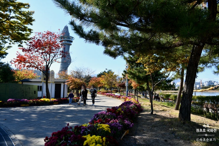 가을 속초 청초호 엑스포 공원 국화전 야경까지 즐기기 가을 속초 청초호 엑스포 공원 국화전 야경까지 즐기기