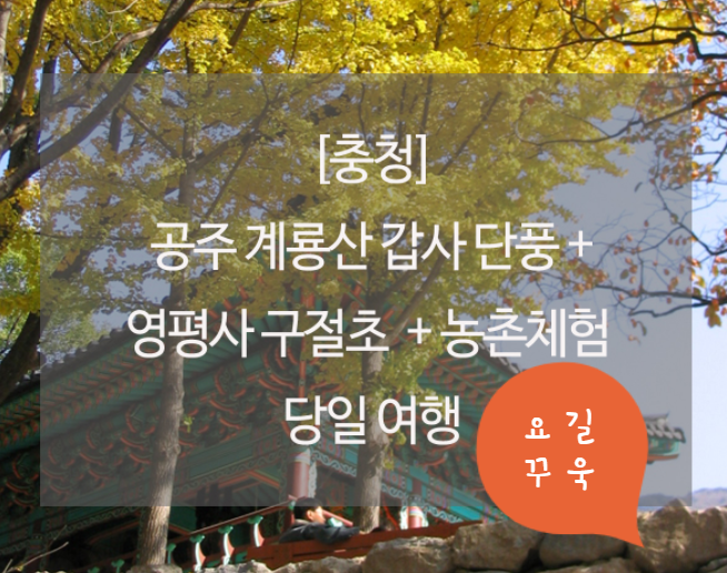  「집콕도 하루이틀이지, 단풍놀이가자!」공주 계룡산 단풍+ 영평사 구절초+농촌체험(당일)