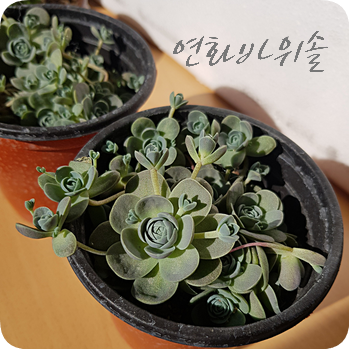  연화바위솔 키우기 #1 드디어 연화바위솔 구입! (엑스플랜트)
