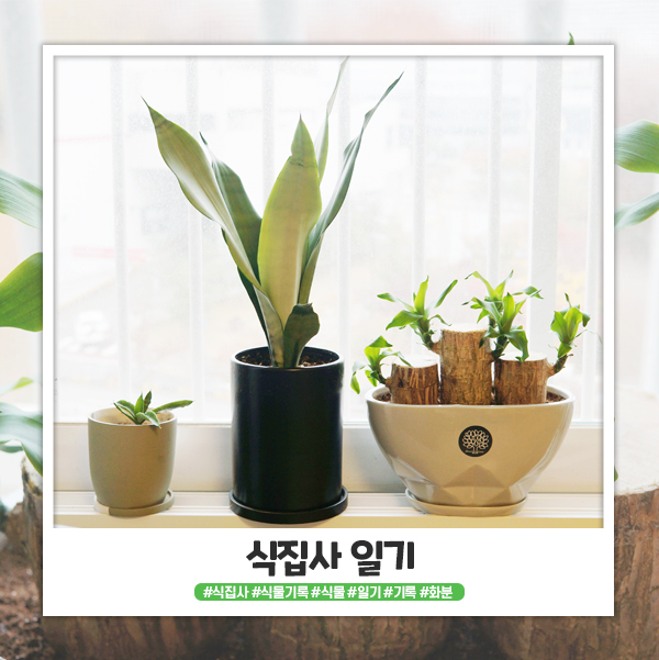 식물집사 일기 w.문샤인 스투키 행운목 식물집사 일기 w.문샤인 스투키 행운목
