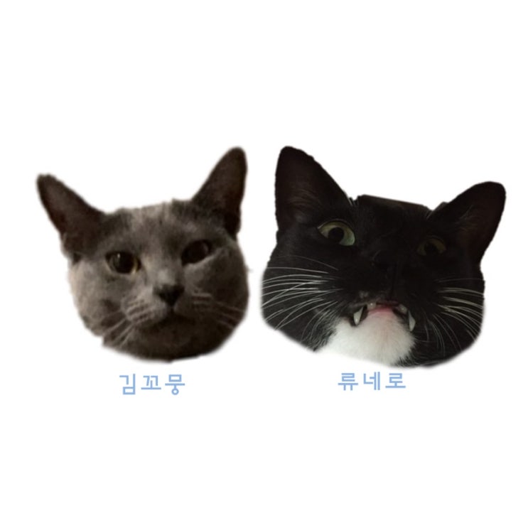  고양이가 좋아하는사람에게 하는행동 & 집사에게 표현하는 네로 ෆ 꼬뭉
