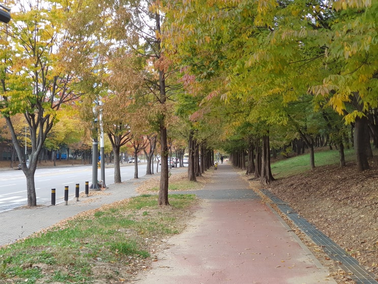  안산 걷고 싶은 길, 아름다운 단풍의 '상록오색길'을 걷다.