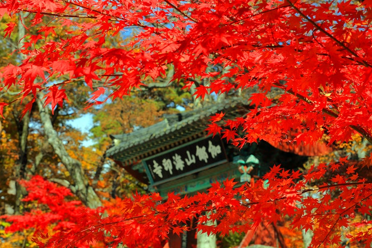  합천 해인사 오색 단풍