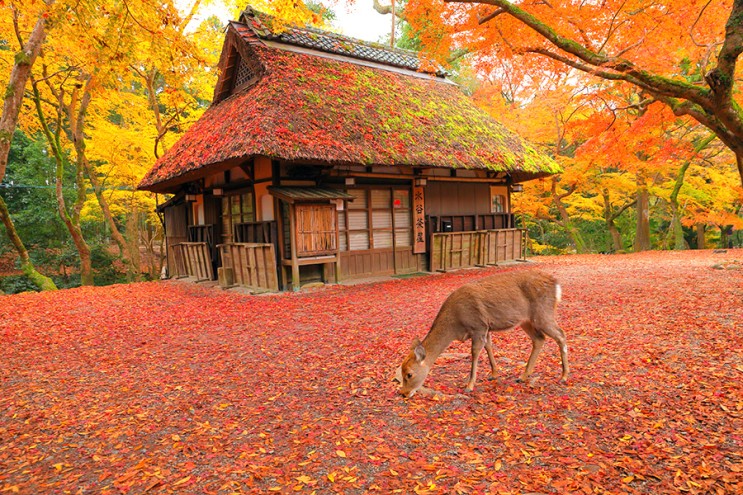 [랜선타고 일본여행] 가을 아침 나라공원(奈良公園の紅葉) 그리고 사슴들【나라현】