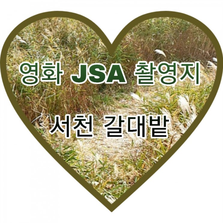  금빛물결 아름다운 서천 신성리 갈대밭