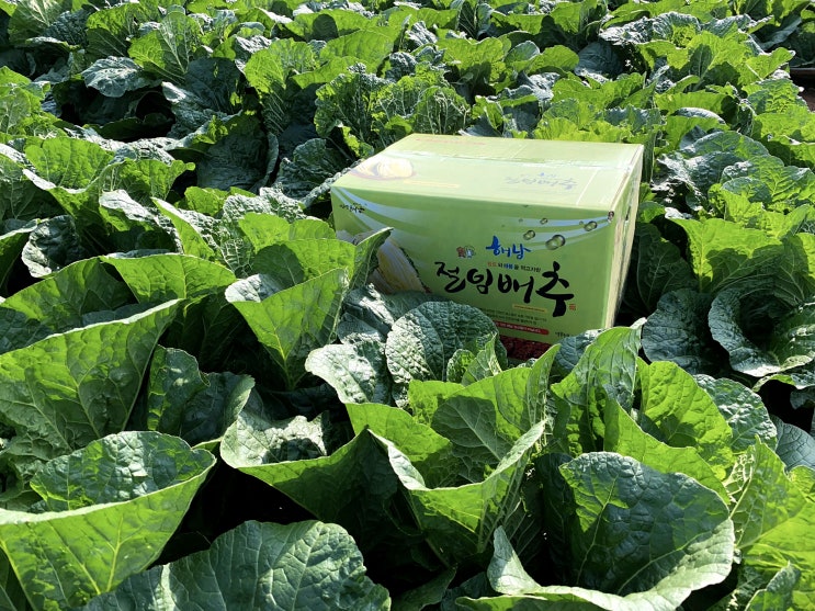  해남 절임배추 20kg 가격  예약하고 지정날짜에 받기 보관하는법
