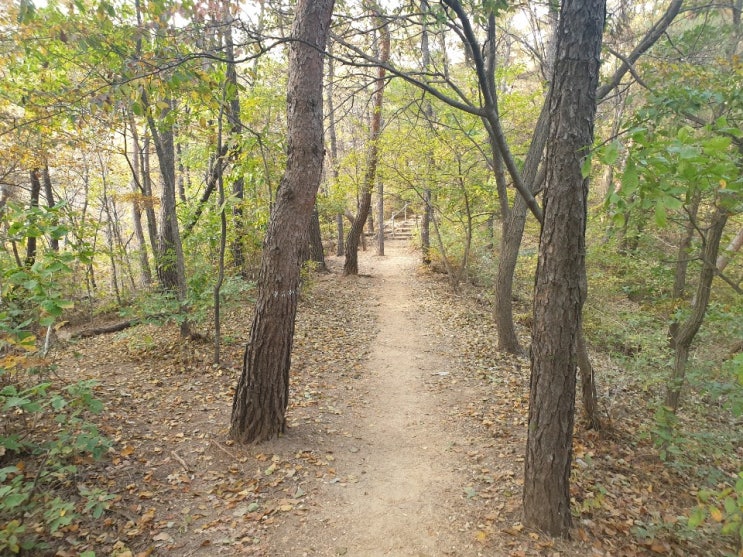  아이들과 함께 관악산 둘레길 천혜수 탐방로 살짝 맛보기