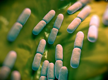 위생사, 식품 위생 주요 세균 정리 D-20