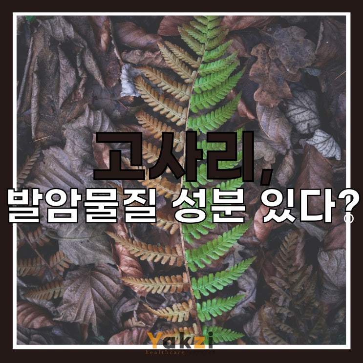  고사리, 발암물질 성분 있다?!