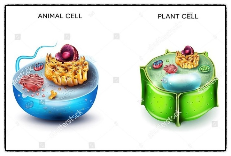 미토콘드리아 세포 CELL energy ATP에 대해 아시나요?