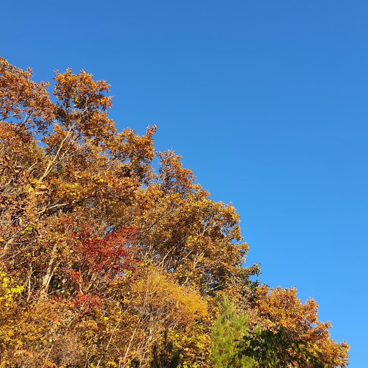  울산 간월재 억새군락지