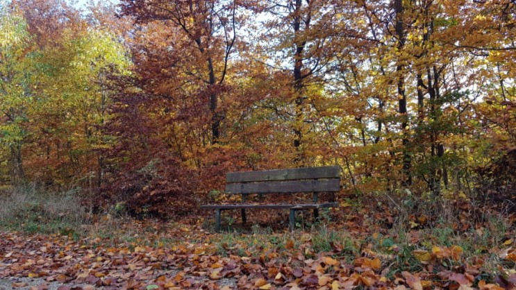 [독일생활]가을과 일상