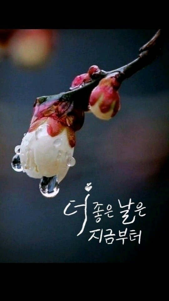  명상의 글