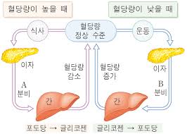  간호학 내분비계공부 이자호르몬 혈당조절 생식기호르몬 솔방울샘