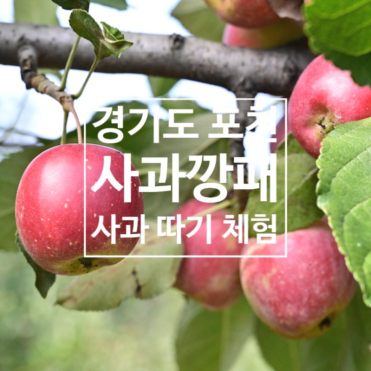  포천사과깡패 사과 따기 체험, 부모와 아이가 함께 하는 체험 학습