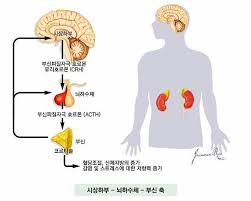  내분비계 부신기능호르몬 콩팥구조:혈압스트레스조절 간호학의학문헌고찰