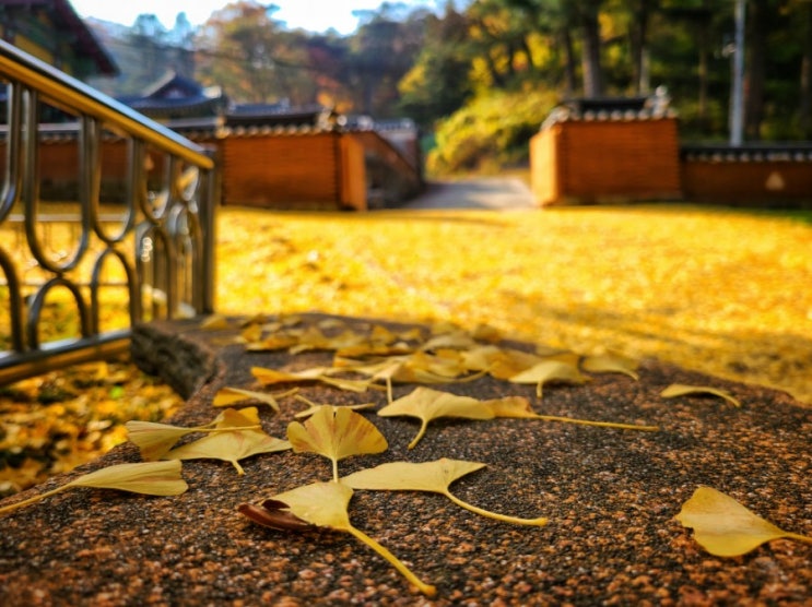  횡성호, 치악산 가을와인딩 그리고 오대산 켄싱턴
