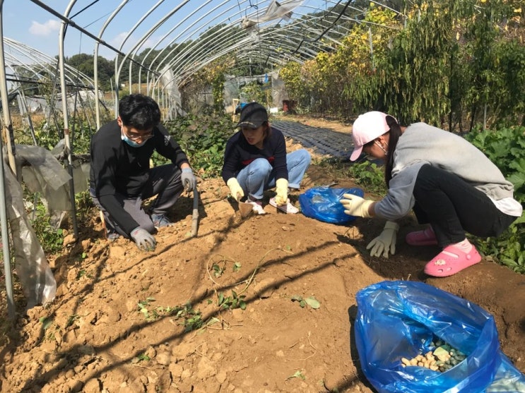 주말농장 고구마캐기 /땅콩캐기 / 깨털기