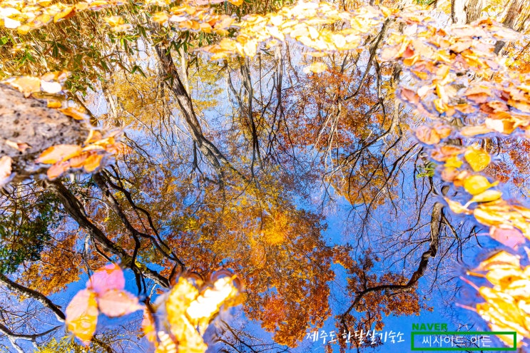  제주도 단풍명소 한라산둘레길 돌오름코스(2020.11.1) [제주 한달살기 숙소 씨사이드 이든 추천]