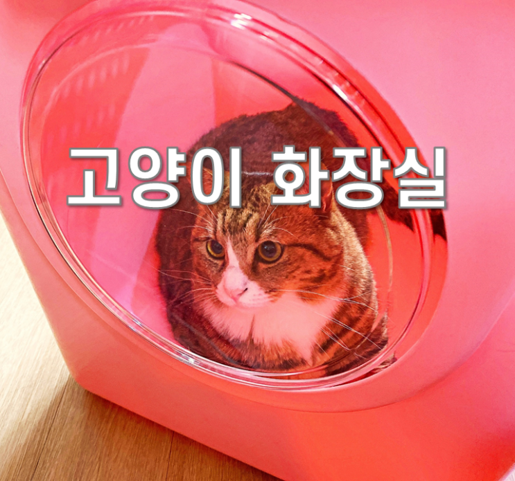  대형고양이화장실 펫디아 감자밭 탑엔트리 대형