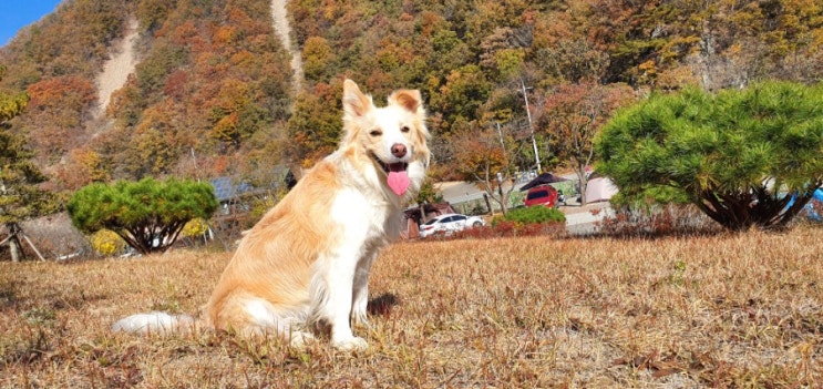  애견동반캠핑 횡성 병지방 오토캠핑장 장단점 후기