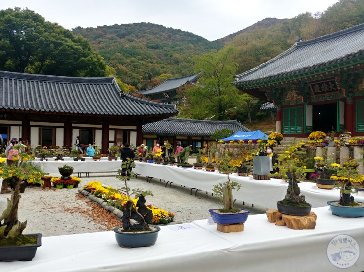  백양산 운수사 국화 전시와 108계단