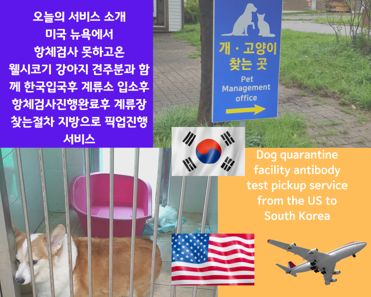  강아지 고양이 한국입국 반려동물검역 출국 항체검사 [해외운송 카고]