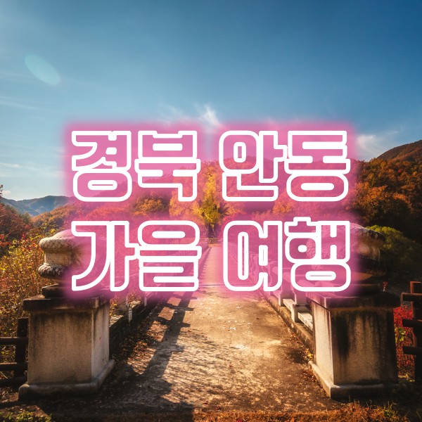  가을 추천 경북 안동 여행지(안동갈비골목, 용계리은행나무, 청량산조망대, 광흥사 은행나무, 안동찜닭 맛집)